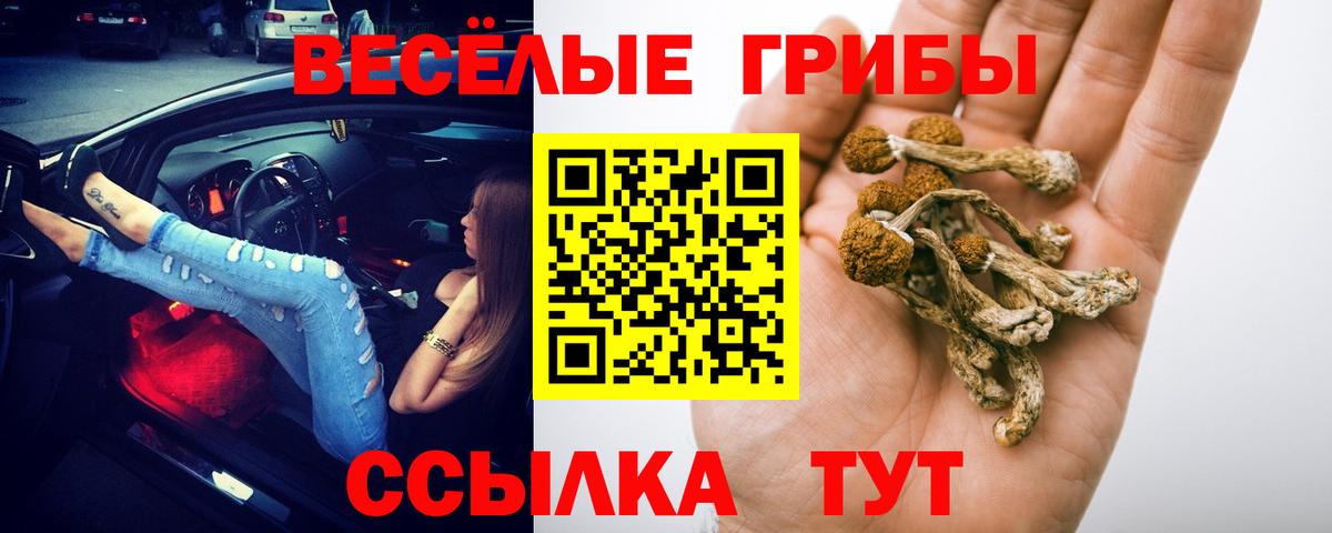 Галлюциногенные грибы Psilocybine cubensis Советский